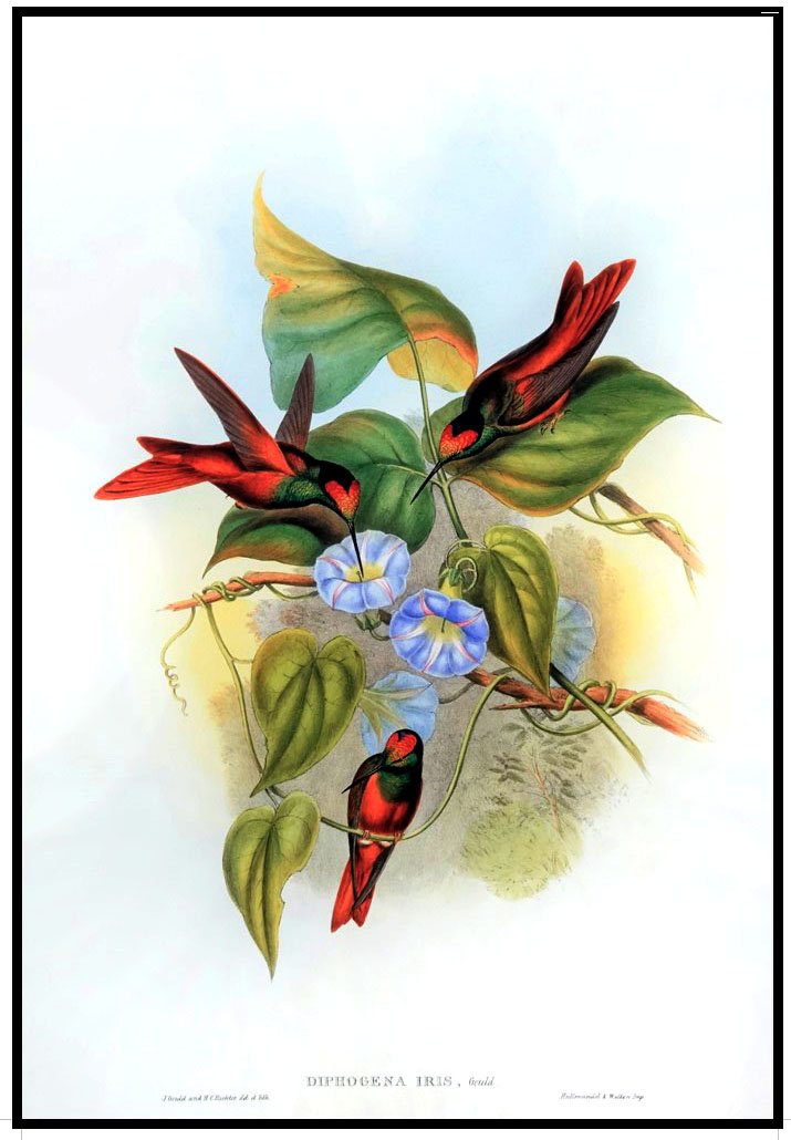 ALP B13022 Humming Birds (Antique Prints)